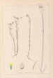 Herbier de la flore française Pl0011 - Louis Antoine Cusin — vy av konstverket