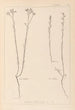 Herbier de la flore française Pl0012 - Louis Antoine Cusin — vy av konstverket
