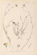 Herbier de la flore française Pl0013 - Louis Antoine Cusin — vy av konstverket