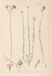 Herbier de la flore française Pl0014 - Louis Antoine Cusin — vy av konstverket