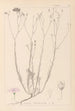 Herbier de la flore française Pl0015 - Louis Antoine Cusin — vy av konstverket