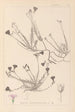 Herbier de la flore française Pl0016 - Louis Antoine Cusin — vy av konstverket