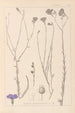 Herbier de la flore française Pl0017 - Louis Antoine Cusin — vy av konstverket