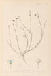 Herbier de la flore française Pl0018 - Louis Antoine Cusin — vy av konstverket