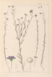 Herbier de la flore française Pl0019 - Louis Antoine Cusin — vy av konstverket
