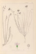 Herbier de la flore française Pl0020 - Louis Antoine Cusin — vy av konstverket
