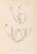 Herbier de la flore française Pl0021 - Louis Antoine Cusin — vy av konstverket