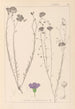 Herbier de la flore française Pl0022 - Louis Antoine Cusin — vy av konstverket