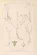 Herbier de la flore française Pl0023 - Louis Antoine Cusin — vy av konstverket