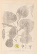 Herbier de la flore française Pl0025 - Louis Antoine Cusin — vy av konstverket
