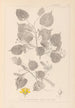 Herbier de la flore française Pl0026 - Louis Antoine Cusin — vy av konstverket