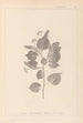 Herbier de la flore française Pl0027 - Louis Antoine Cusin — vy av konstverket