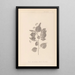 Herbier de la flore française Pl0027 - Louis Antoine Cusin — inramlat konstverk på väggen