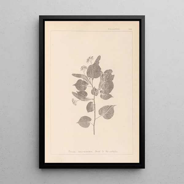 Louis Antoine Cusin - Herbier de la flore franaise Pl0027.webp