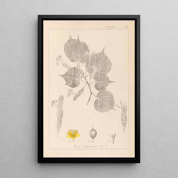 Louis Antoine Cusin - Herbier de la flore franaise Pl0028.webp