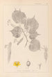 Herbier de la flore française Pl0028 - Louis Antoine Cusin — vy av konstverket