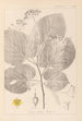 Herbier de la flore française Pl0029 - Louis Antoine Cusin — vy av konstverket