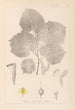 Herbier de la flore française Pl0030 - Louis Antoine Cusin — vy av konstverket