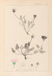 Herbier de la flore française Pl0031 - Louis Antoine Cusin — vy av konstverket