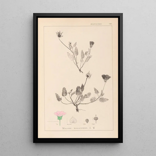 Louis Antoine Cusin - Herbier de la flore franaise Pl0031.webp