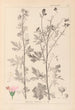 Herbier de la flore française Pl0032 - Louis Antoine Cusin — vy av konstverket