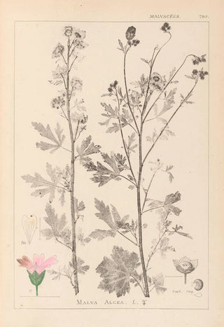 Louis Antoine Cusin - Herbier de la flore franaise Pl0032.webp