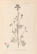 Herbier de la flore française Pl0033 - Louis Antoine Cusin — vy av konstverket