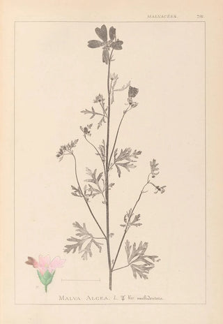 Louis Antoine Cusin - Herbier de la flore franaise Pl0033.webp