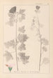 Herbier de la flore française Pl0034 - Louis Antoine Cusin — vy av konstverket