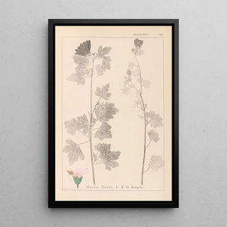 Louis Antoine Cusin - Herbier de la flore franaise Pl0034.webp