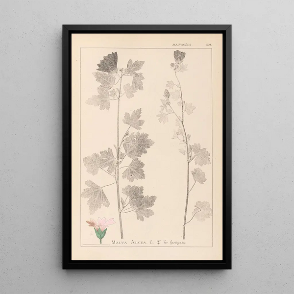 Louis Antoine Cusin - Herbier de la flore franaise Pl0034.webp