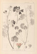 Herbier de la flore française Pl0035 - Louis Antoine Cusin — vy av konstverket