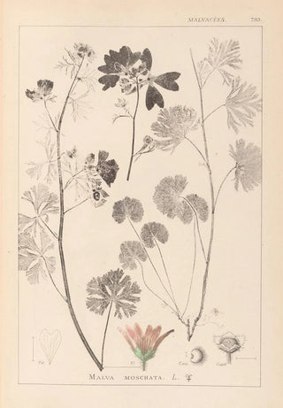 Louis Antoine Cusin - Herbier de la flore franaise Pl0035.webp