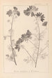 Herbier de la flore française Pl0036 - Louis Antoine Cusin — vy av konstverket