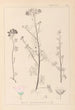 Herbier de la flore française Pl0037 - Louis Antoine Cusin — vy av konstverket