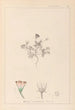 Herbier de la flore française Pl0038 - Louis Antoine Cusin — vy av konstverket