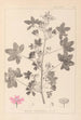 Herbier de la flore française Pl0039 - Louis Antoine Cusin — vy av konstverket