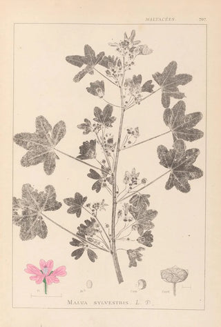 Louis Antoine Cusin - Herbier de la flore franaise Pl0039.webp