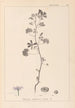 Herbier de la flore française Pl0040 - Louis Antoine Cusin — vy av konstverket