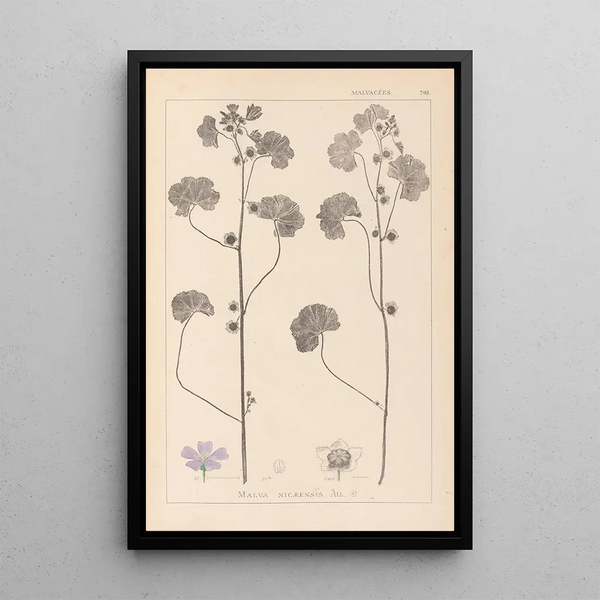 Louis Antoine Cusin - Herbier de la flore franaise Pl0041.webp