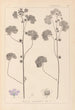 Herbier de la flore française Pl0041 - Louis Antoine Cusin — vy av konstverket