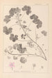 Herbier de la flore française Pl0042 - Louis Antoine Cusin — vy av konstverket