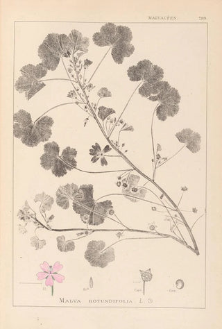 Louis Antoine Cusin - Herbier de la flore franaise Pl0042.webp