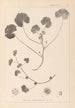 Herbier de la flore française Pl0043 - Louis Antoine Cusin — vy av konstverket