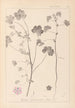 Herbier de la flore française Pl0044 - Louis Antoine Cusin — vy av konstverket