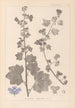 Herbier de la flore française Pl0045 - Louis Antoine Cusin — vy av konstverket