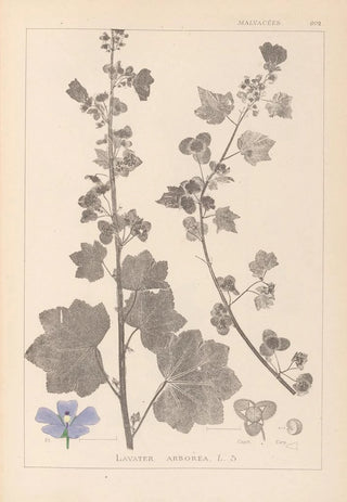 Louis Antoine Cusin - Herbier de la flore franaise Pl0045.webp