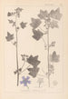 Herbier de la flore française Pl0046 - Louis Antoine Cusin — vy av konstverket