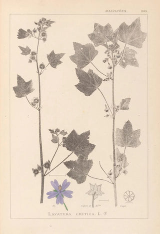 Louis Antoine Cusin - Herbier de la flore franaise Pl0046.webp