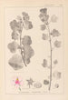 Herbier de la flore française Pl0048 - Louis Antoine Cusin — vy av konstverket